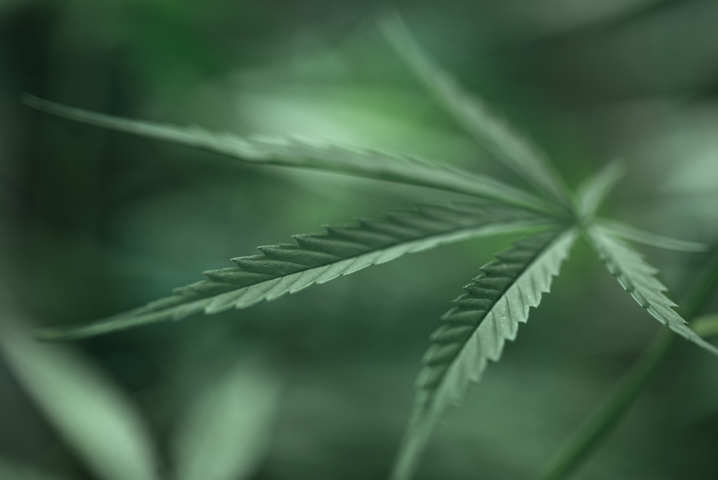 How cannabis eases anxiety in Austin TX