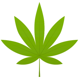 Dispensary in Austin TX | TerpHaus