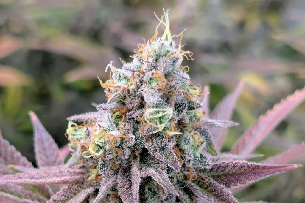 best-cannabis-flower-austin-tx